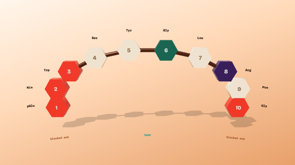 Gonadorelin decapeptide showing all ten residues from pGlu to Gly-amide, with both blocked ends and the glycine 6 turn highlighted