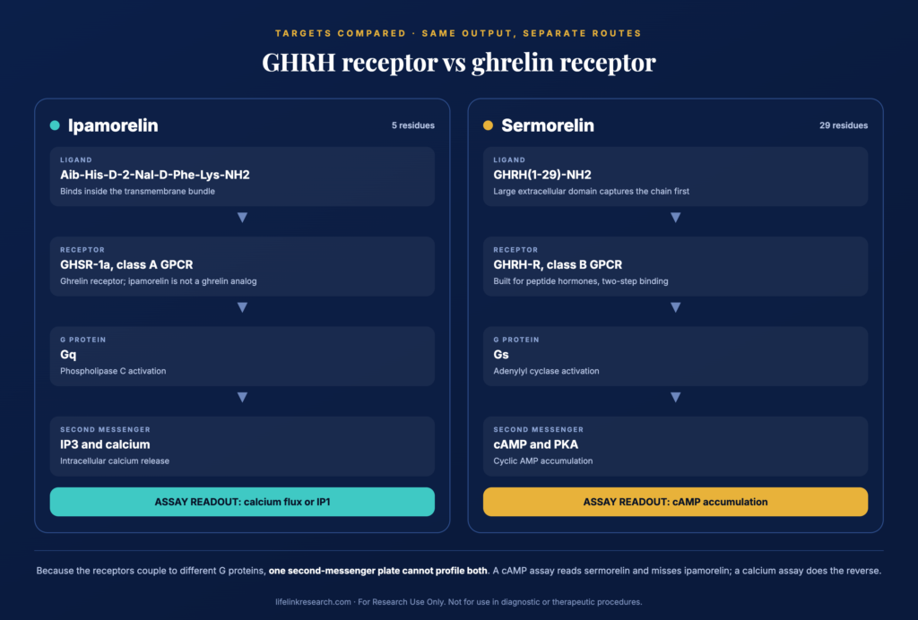 GHRH receptor and GHSR-1a signaling pathway comparison diagram