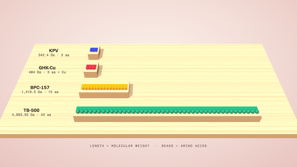 Diagram showing KLOW peptide components molecular size to scale