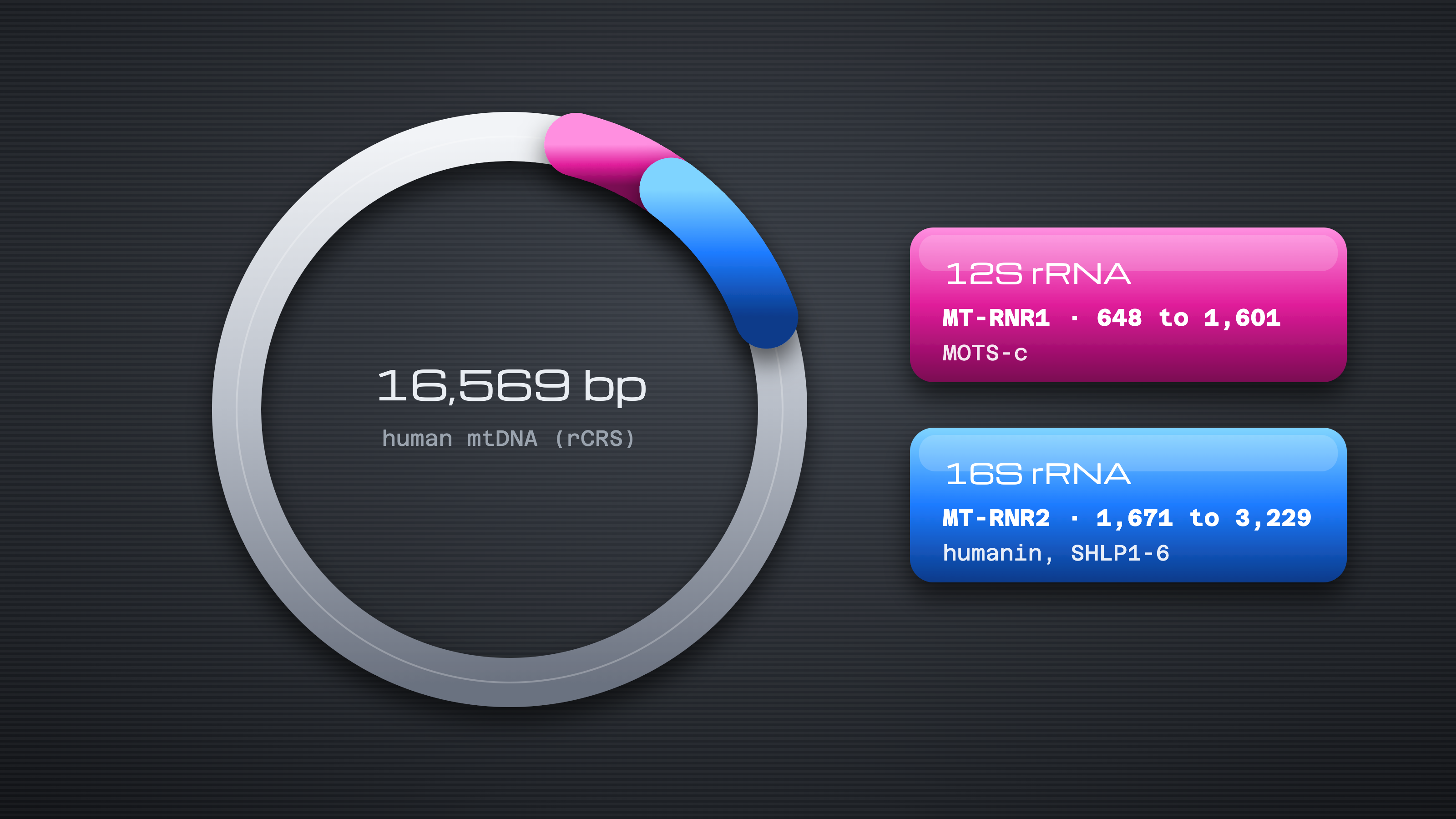 Anodized ring map of the 16,569 bp human mitochondrial genome highlighting the 12S rRNA gene (MT-RNR1, 648 to 1,601), home of MOTS-c, and the 16S rRNA gene (MT-RNR2, 1,671 to 3,229), home of humanin and SHLP1-6